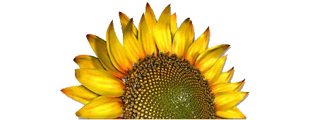 sunflower1