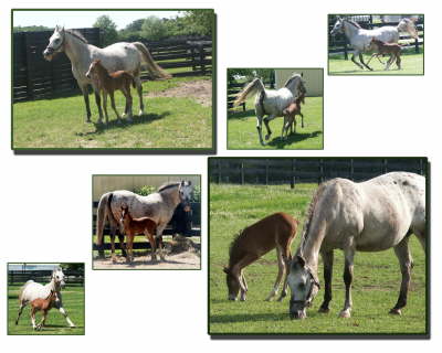 foal2004