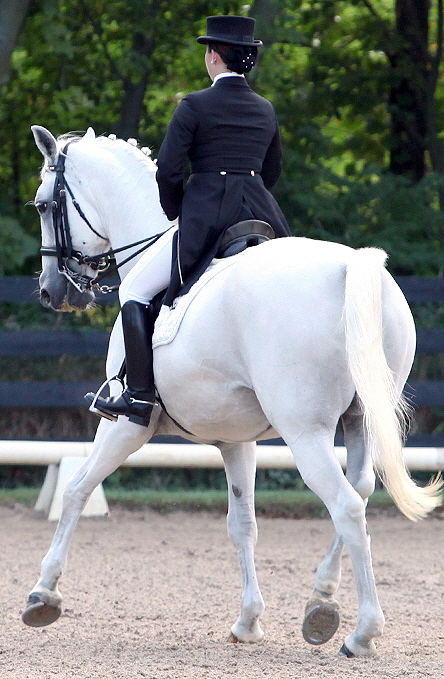 grayhorse